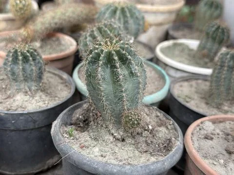 Multiple potted cacti form a natural pattern, highlighting various species an Foto stock