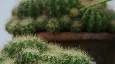 Multiple Potted Cacti Succulents Black Plastic Terracotta Stock Footage 337925768
