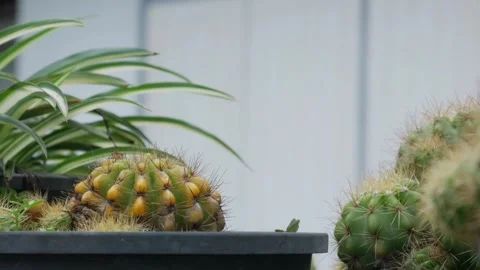 Multiple Potted Cacti Succulents Black Plastic Terracotta Видео 337925793