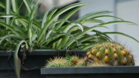 Multiple Potted Cacti Succulents Black Plastic Terracotta Vídeo Stock 337925821