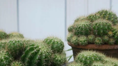 Multiple Potted Cacti Succulents Black Plastic Terracotta 库存影片 338371549