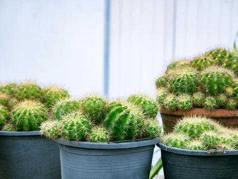 Multiple Potted Cacti Succulents Black Plastic Terracotta Pots Concrete Ste.. Stock-Fotos