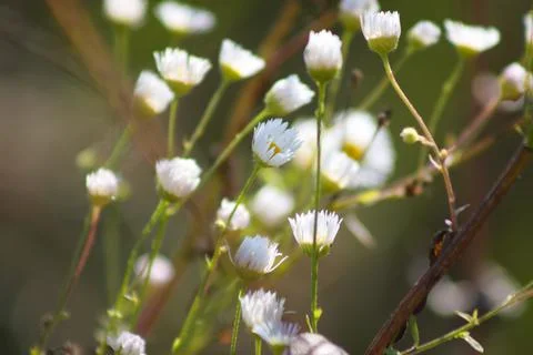 Multiple prairie fleabane in bloom closeup view with selective focus on foreg Stock Photos