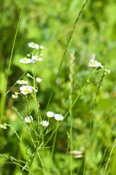 Multiple prairie fleabane in bloom view with selective focus on foreground Foto stock