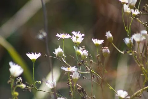 Multiple prairie fleabane closeup view with blurred background Stock Photos