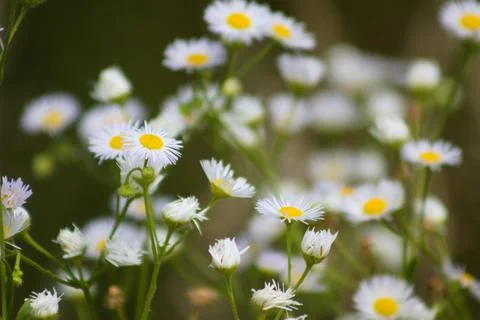 Multiple prairie fleabane flowers closeup with selective focus on foreground Stock Photos