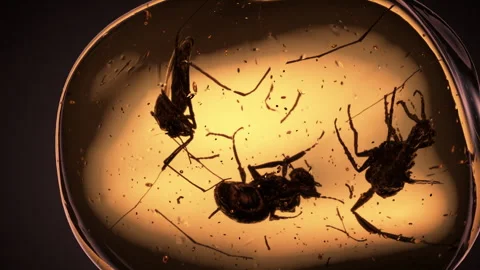 Multiple Prehistoric Insects Trapped in Ancient Amber. Realistic CGI. Vídeos de archivo 336309047