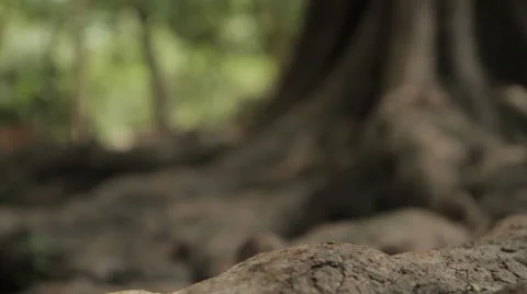 Multiple Pull-Focus Tree Roots 動画素材 42767656