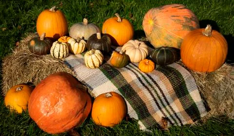 Multiple pumpkins of different types Stock Photos