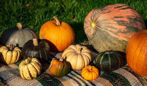Multiple pumpkins of different types Stock Photos