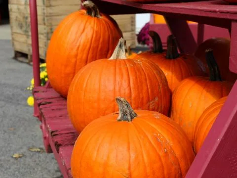 Multiple Pumpkins On A Purple Stand Stock Photos