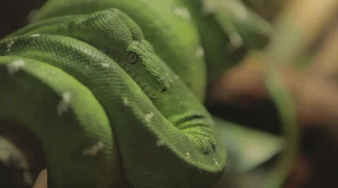 Multiple rackfocus on green python coiled on branch 스톡 동영상 24355662