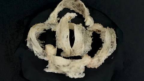 Multiple Raw Edible Bird's Nests Rotating on Black Background Stock Footage 337837227