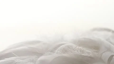 Multiple real feathers falling, pile of feathers, macro, white backdrop. HD1080p Stock Footage 21431914