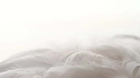 Multiple real feathers falling, pile of feathers, macro, white backdrop. HD1080p Stock Footage 21431933