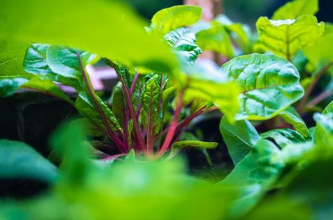 Multiple Red Chard plants growing in bed Stock Photos
