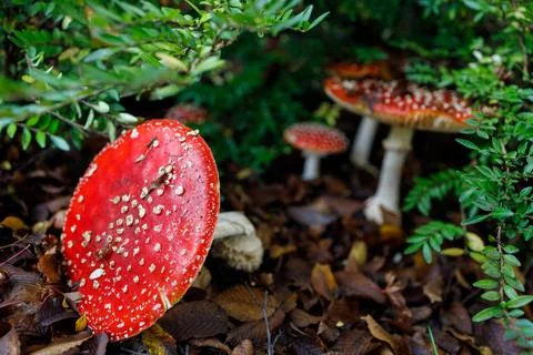 Multiple red fly agaric mushrooms with white spots growing among lush green.. Stock Photos