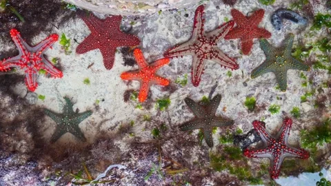 Multiple red-knobbed starfish (Protoreaster linckii) displaying various vib.. Stock Footage 331660178