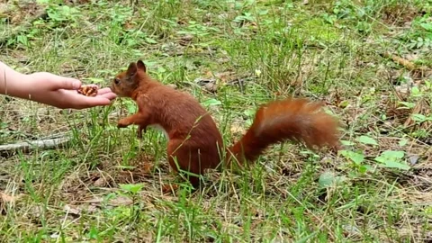 Multiple red squirrels gathering around human hand for feeding Stock Footage 314265142