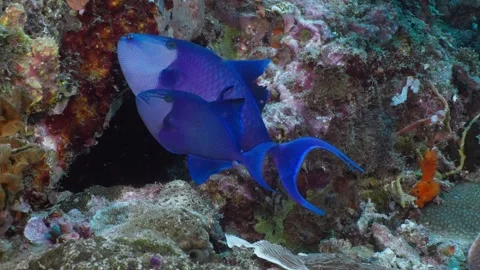 Multiple Redtoothed Triggerfish visiting a cleaning station, 60fps 1 of 3 Stock Footage 340066638