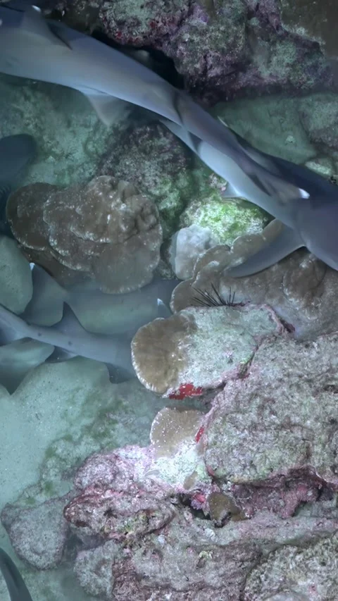 Multiple Reef Sharks Crossing Plate Corals in Top-Down View 스톡 동영상 344911430