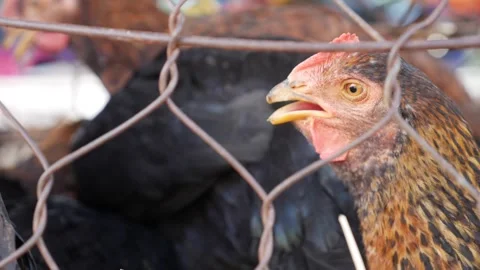 Multiple roosters trapped in a small cage with no space to move, heads poking Video stock 312110760