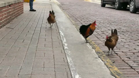 Multiple roosters walking back and forth on the brick sidewalk and red brick roa Stock Footage 300808099