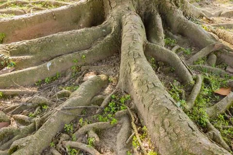 The multiple roots of a tree Stock Photos