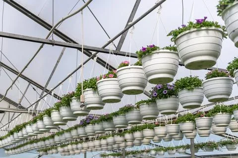 Multiple rows of hanging baskets in flower greenhouse Фото