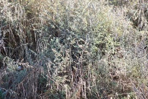 Multiple sagebrush closeup view with selective focus on foreground Stock Photos