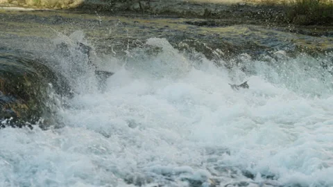 Multiple Salmon Leaping Simultaneously over River Weir Stock Footage 344031358