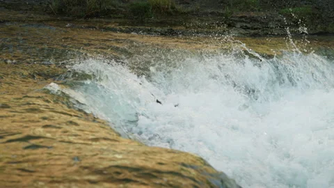 Multiple Salmon Leaping Together up River Waterfall Stock Footage 344031438