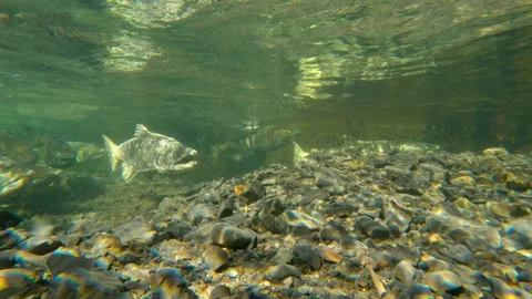 Multiple Salmon Underwater in Eagle Creek, Oregon Stock Footage 345369950