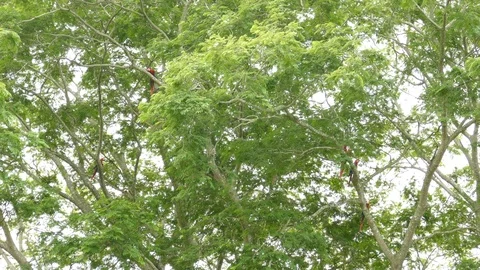 Multiple Scarlet Macaw red parrots perched and spreaded in large tree - 24fps Stockbeeldmateriaal 104122538