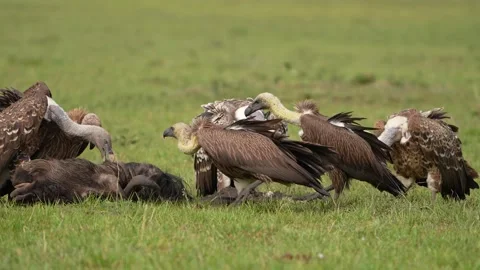 Multiple Scavenging Vultures Crowding Around a Carcass in the Savannah Stock Footage 345836172