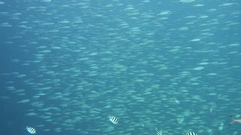 Multiple schools of fish swimming frantically Stock Footage 80901302