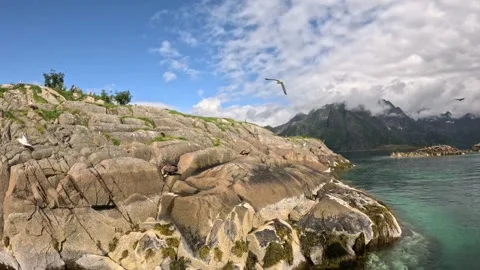 Multiple sea eagles perched on rocky islet in turquoise fjord Lofoten 库存影片 344453340