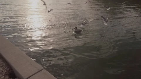 Multiple sea gulls flying and diving for food over water at Gulfport, Florida, M Stock Footage 263467702