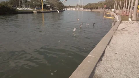 Multiple sea gulls flying and diving for food over water at Gulfport, Florida, M Stock Footage 263467703
