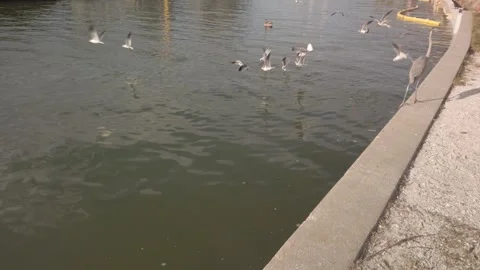 Multiple sea gulls flying and diving for food over water at Gulfport, Florida, M Stock Footage 263468043