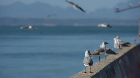 Multiple Seagulls flying and coming in to land on a wall 動画素材 53312664