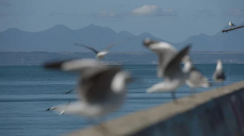 Multiple Seagulls flying and coming to land on a wall Stock Footage 54680584