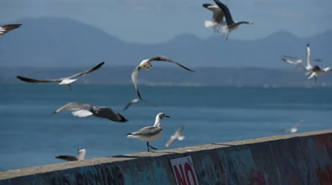 Multiple Seagulls flying and then landing on wall Stock Footage 31981382