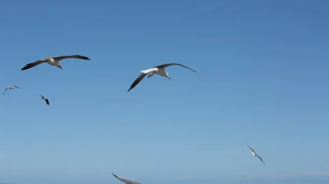Multiple Seagulls flying overhead across screen Stock Footage 31978617