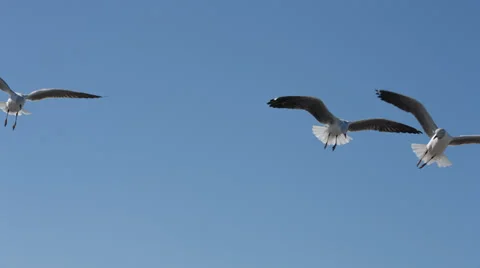 Multiple Seagulls flying overhead across screen Stock Footage 31980871