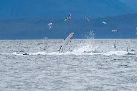 Multiple seagulls hovering over white humpback whale fin exposed from under.. 스톡 사진