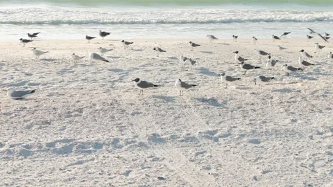 Multiple Seagulls looking right standing on the beach near the water near sunset Stock Footage 302607461