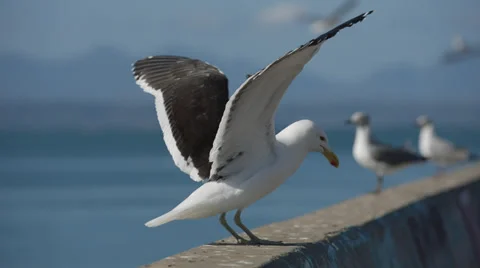 Multiple Seagulls sitting on a wall and flying away Stock Footage 31972708