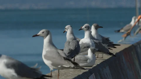 Multiple Seagulls sitting on a wall Stock Footage 32013062