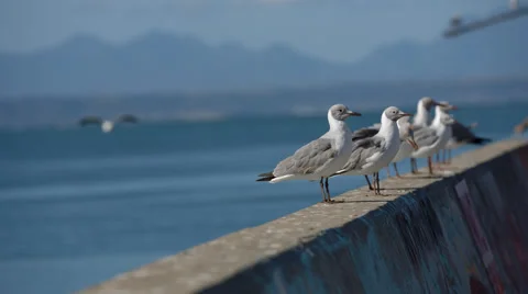 Multiple Seagulls sitting on a wall with one coming in to land Stock Footage 53177804